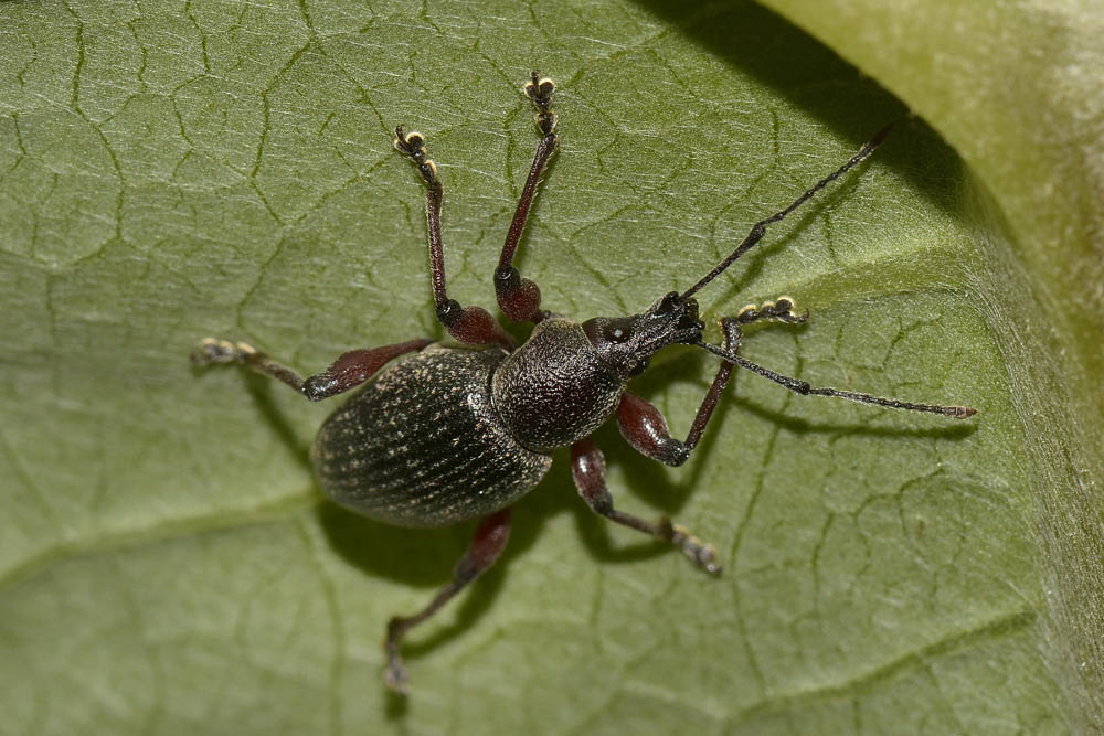 Curculionidae: ora  Otiorhynchus sellae (in accoppiamento)